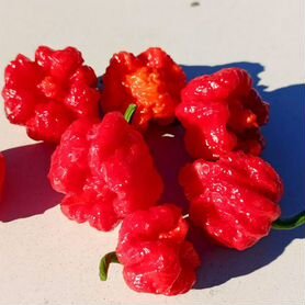 Острый перец Carolina reaper