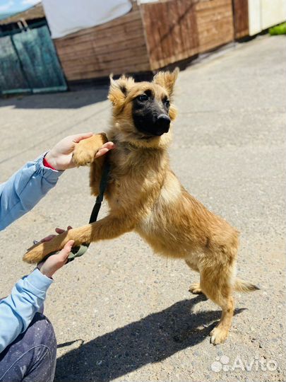 Щенок из приюта