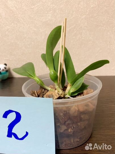 Продам орхидею