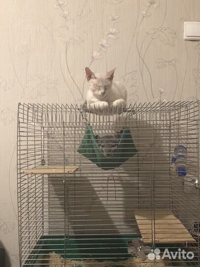 Передержка животных/Выгул собак