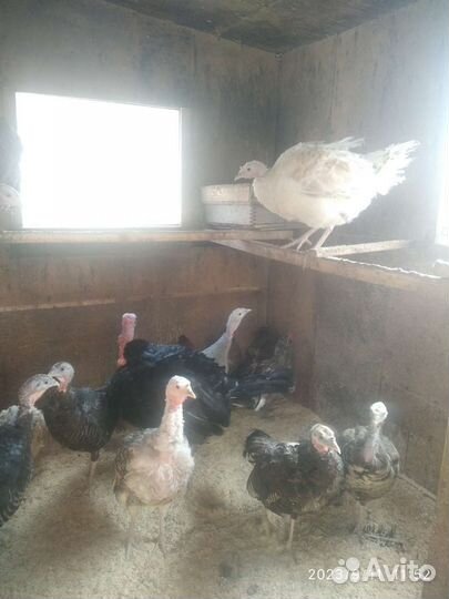 Индюшки (1,3года), индюки (7 месяцев)