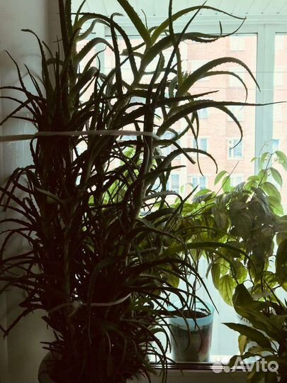 Алоэ лечебный