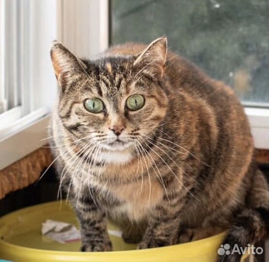 Кошка Китти в добрые руки бесплатно