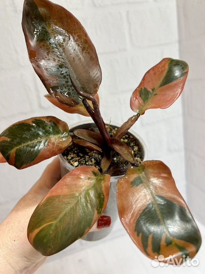 Филодендрон Блэк Кардинал вариегатный2
