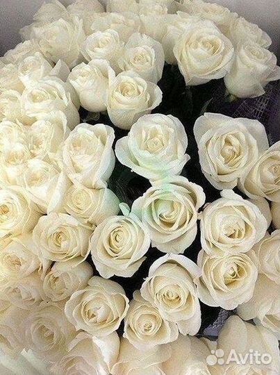 Высокие розы Гигантские Розы 150 160 170 180 190см