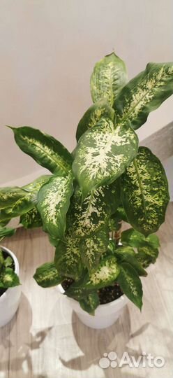 Диффенбахия и фикус
