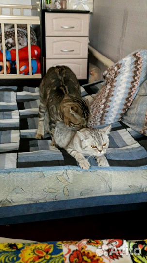 Ищем кошечку для вязки