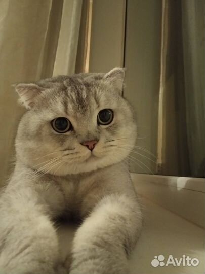 Шотландский кот вязка