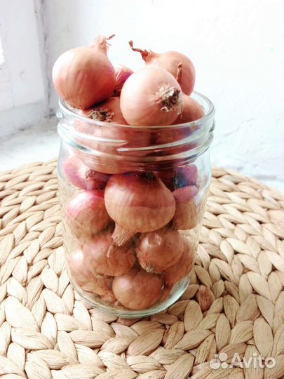 Лук семейный на посадку