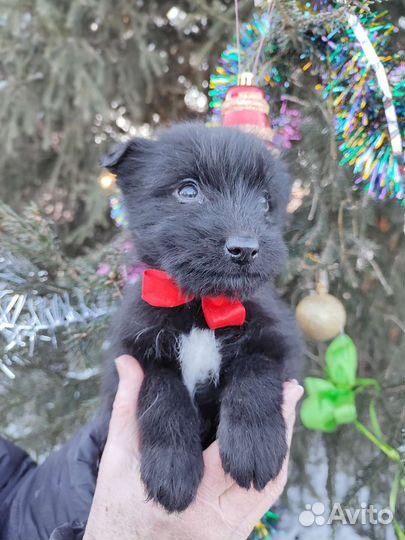 Щенок в добрые руки бесплатно