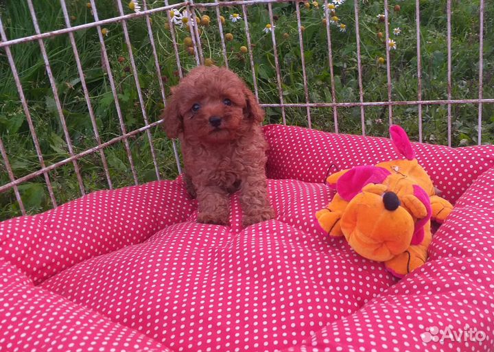 Малыши той-пуделя