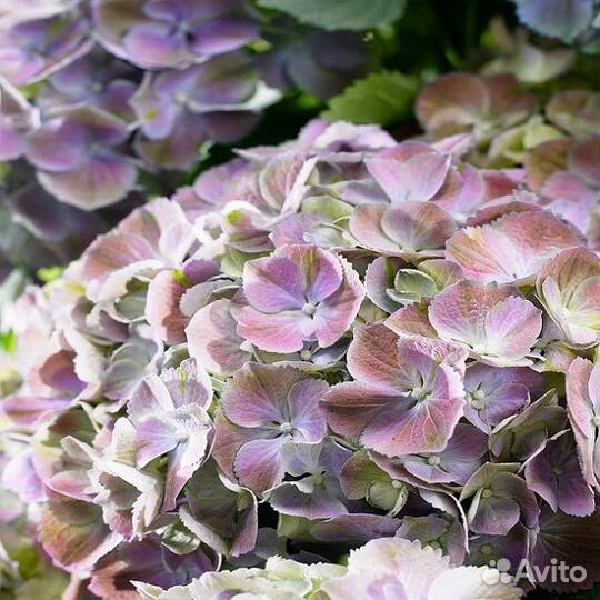 Страмини гортензия