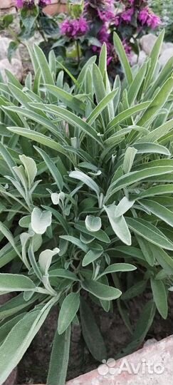 Пряные травы