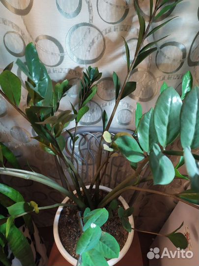 Замиокулькас