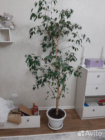 Бенджамина