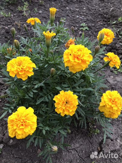 Семена бархатцев