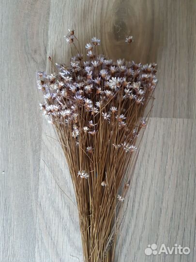 Сухоцветы для творчества в ассортименте