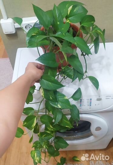 Сциндапсус