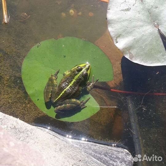 Нимфеи для пруда