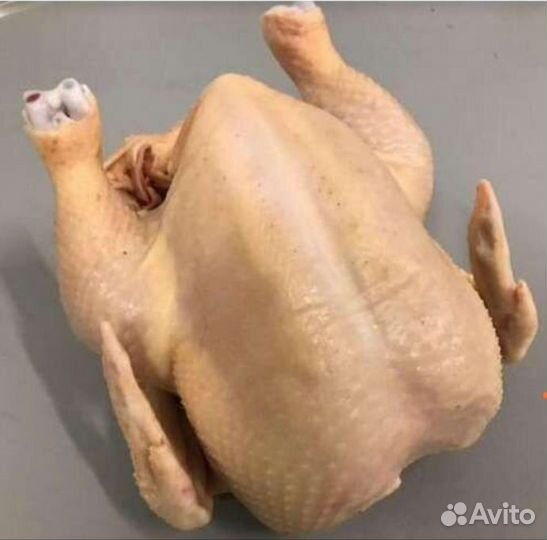 Домашние куры бройлеры