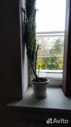 Кактус молочай большой, 2 шт