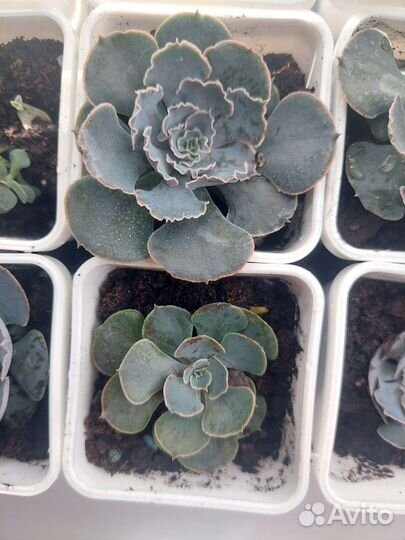 Суккуленты