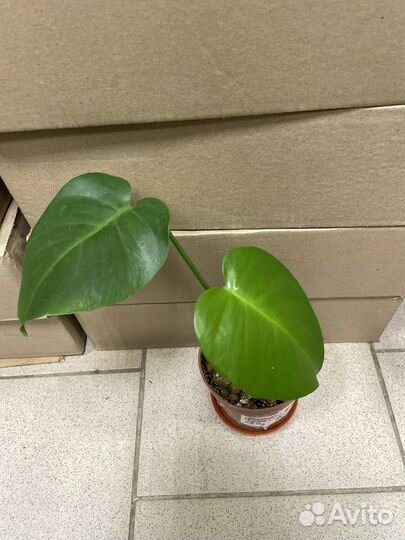 Комнатные растения