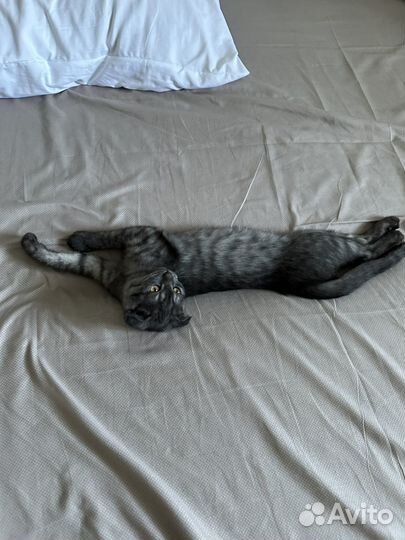 Котята в добрые руки приучены к лотку