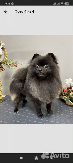 Шпиц мини вязка