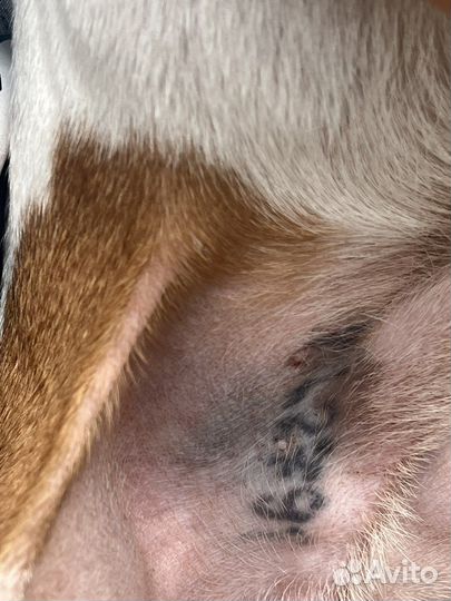 Найдена собака