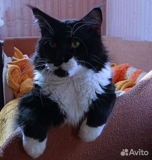 Кот мейн-кун вязка