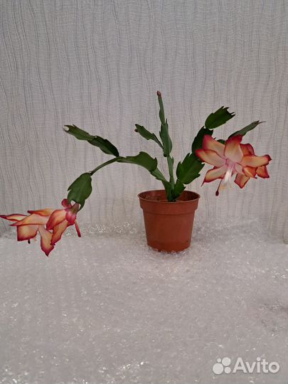 Комнатные растения цветы