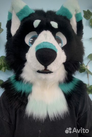 Фурсьют собаки