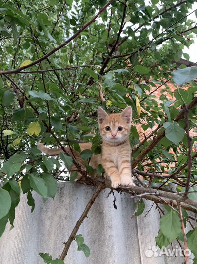 Котята в добрые руки бесплатно