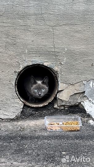 Кошка в добрые руки