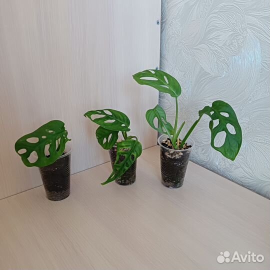 Монстера манки маск