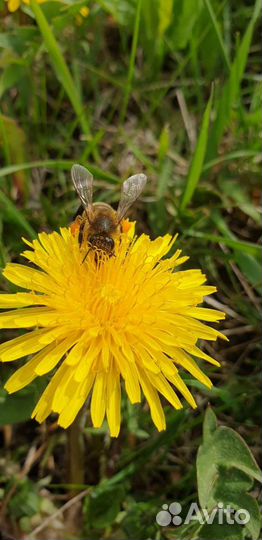 Пыльца пчелиная