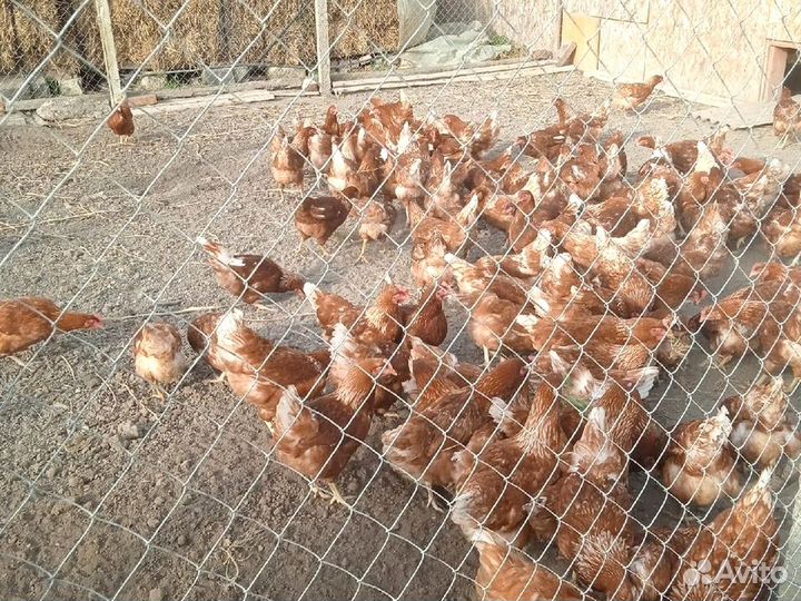 Куры несушки породы Леггорн