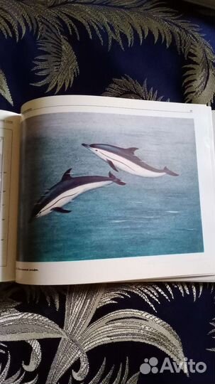 Атлас морские млекопитающие СССР