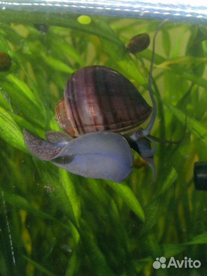 Улитки аквариумные Ампулярии