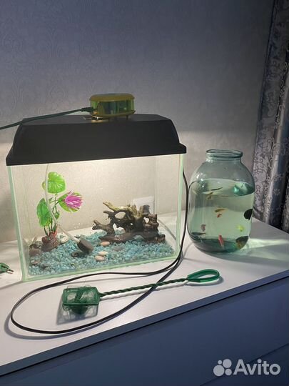 Аквариум + рыбки