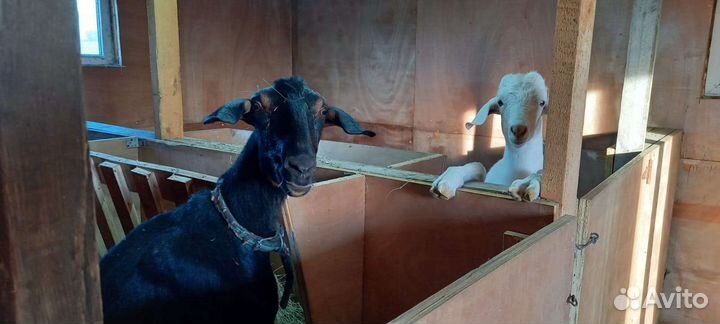 Крс,мрс,кролики,павлин