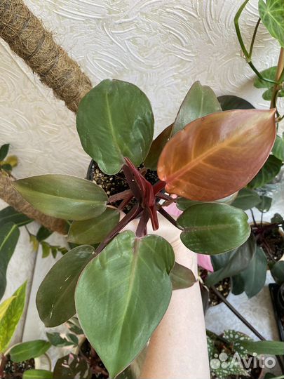 Филодендрон