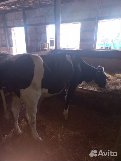 Продам тёлку