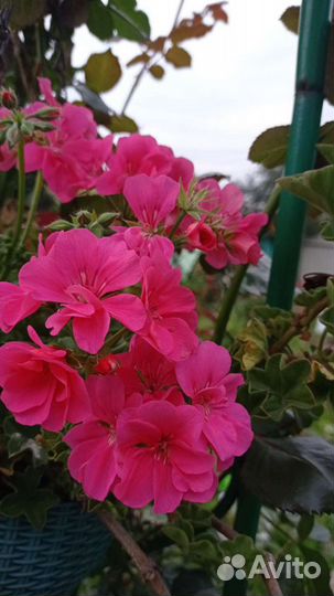 Пеларгония герань