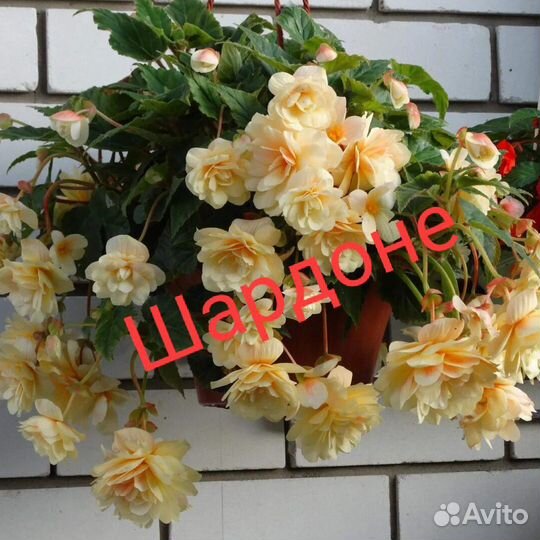 Бегония беллекония