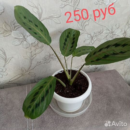 Черенки комнатных цветов