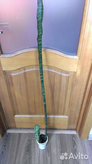 Плющ. Сансевиерия. Сциндапсус золотистый. Каланхоэ