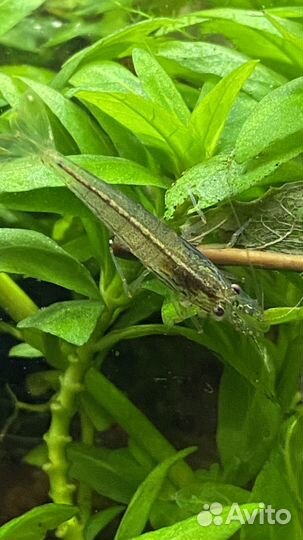 Аквариумные Креветки амано