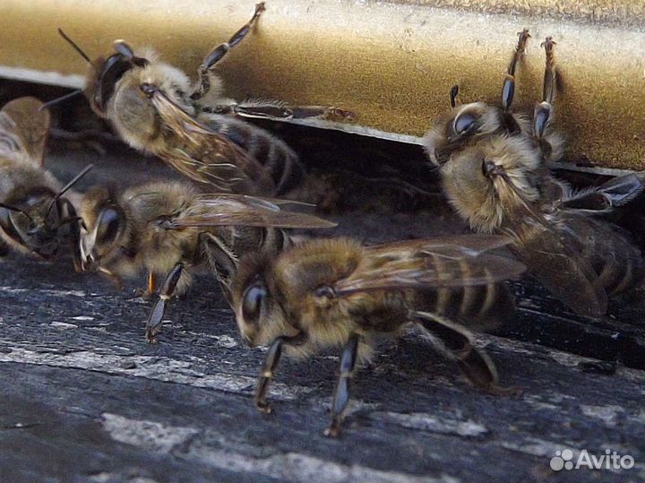 Пчелы с лесной пасеки